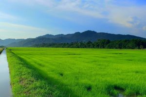 Balik Pulau Paddy Field