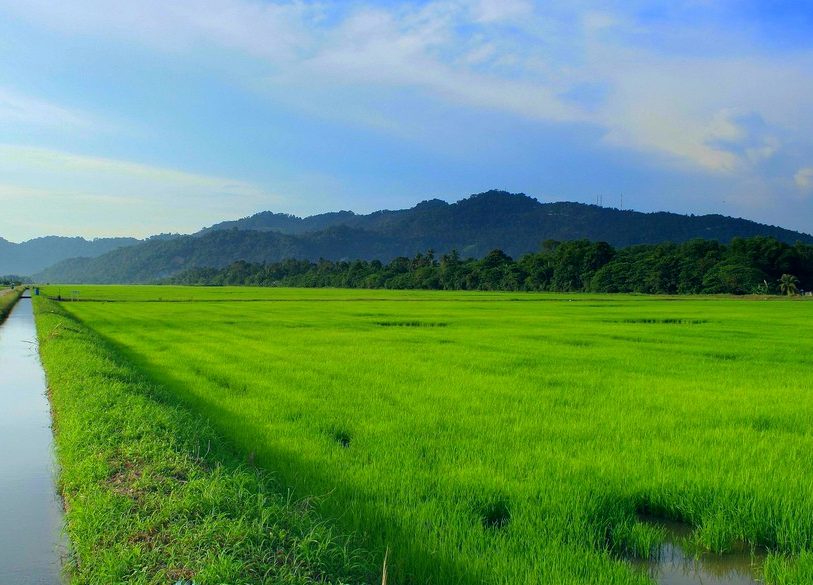 balik pulau paddy field