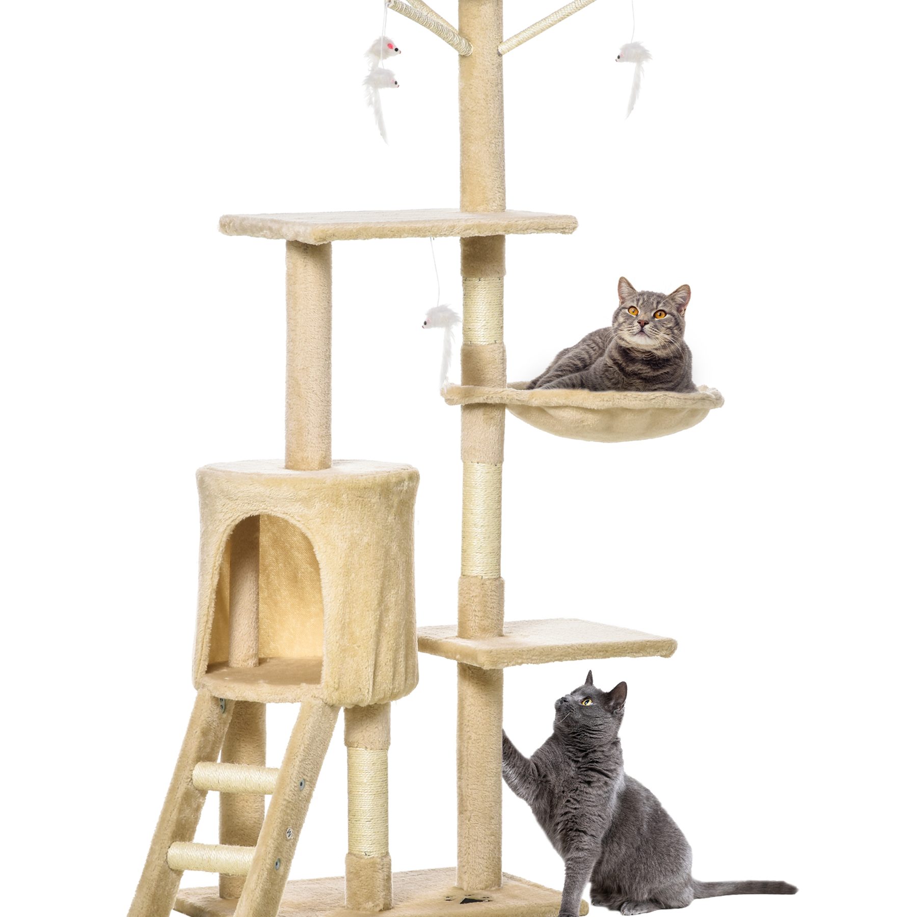 BOBOY CAT CENTRE JERANTUT 1 boboy cat centre jerantut