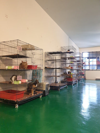 BOBOY CAT CENTRE JERANTUT BOBOY CAT CENTRE JERANTUT