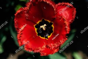 Kedai Tudung RED TULIP DUNGUN