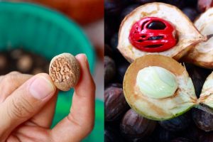 Nutmeg Factory