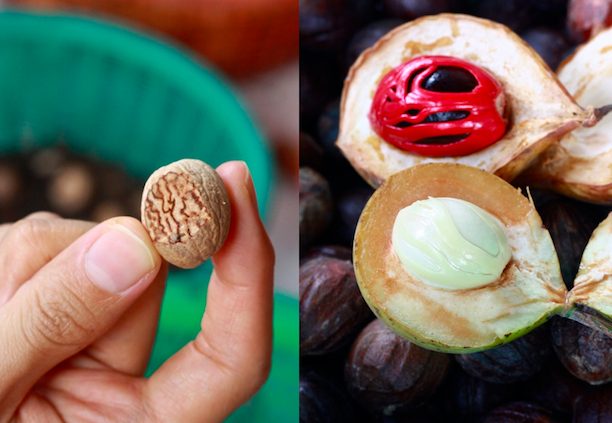 nutmeg factory