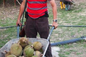 Raub Durian Orchard
