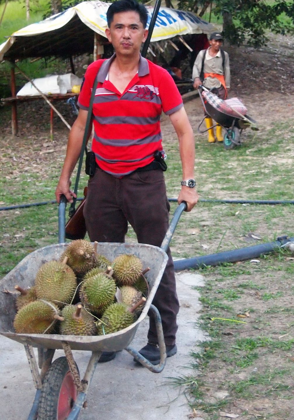 Raub Durian Orchard 1 raub durian orchard