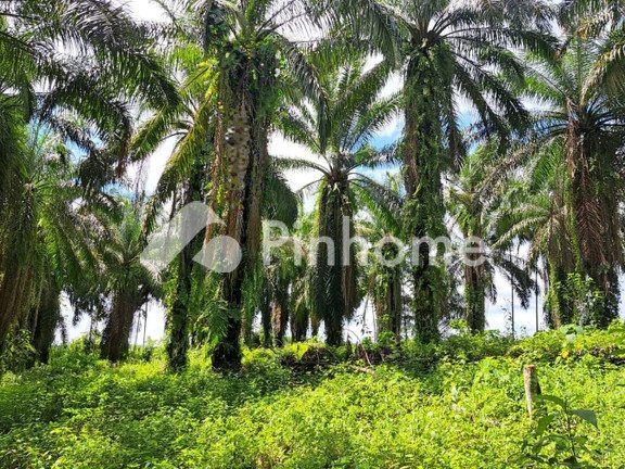 TAMAN SAWIT COMMERSIAL 1 taman sawit commersial