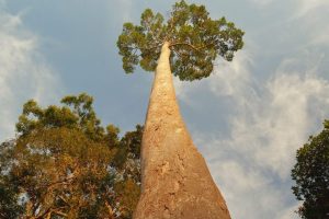 Treleaf Telok Menara 3 Treleaf Telok Menara