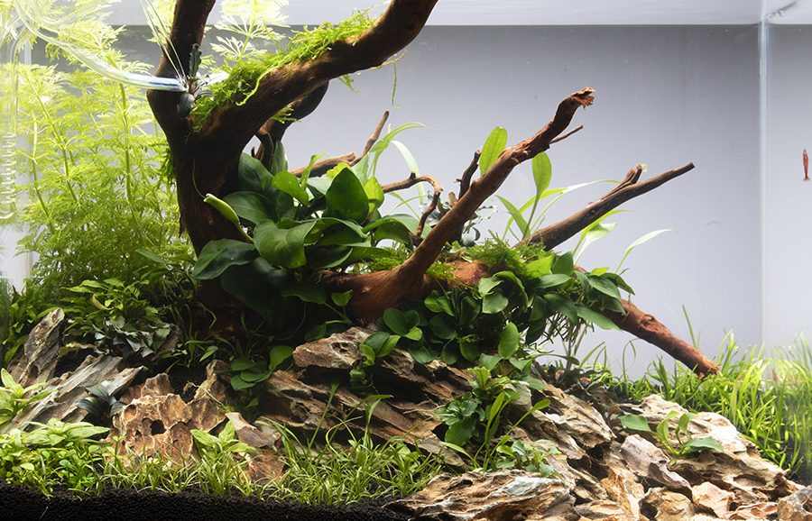 tropicana aquarium